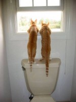 Cats On A Toilet