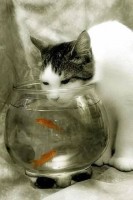 Cats Dream Water Bowl