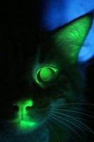 Glow In The Dark Cat