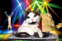DJ Party Cat