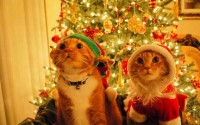 Christmas Elf Cats