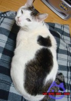 Cat With Cat Marking