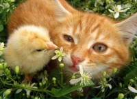 Cat & Chicken
