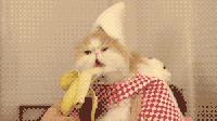 Cat Banana Om Nom No