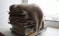 Kitten Asleep On Books