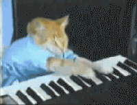 Cat Pianist