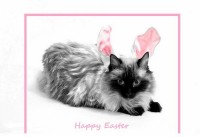 Easter Cat