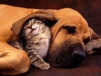 Kitten & Dog