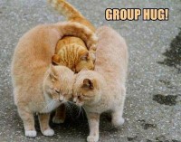 Group Hug Cats