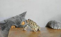 Cat & Frog