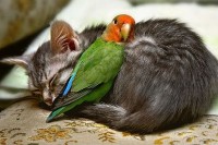 Kitten & Bird