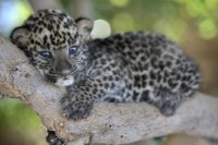Leopard Kitten