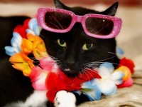 Hawaiian Holiday Cat