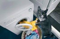Laundry Attendant