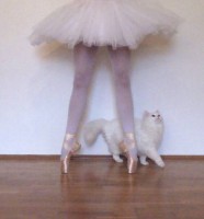 Ballerinas Cat
