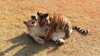 Tiger Cub & Lion Cub