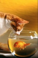 Cat Goldfish Bowl