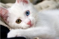 Cat Blue & Gold Eyes