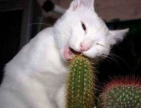 Cat Chewing Cactus..''Ouc