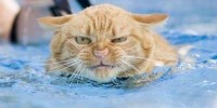 Cranky Swimming Cat
