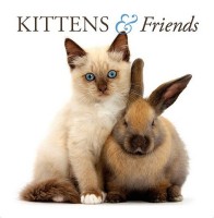 Kitten & Rabbit