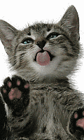 Cat Screen Licker