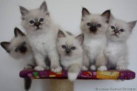 Birman Kittens