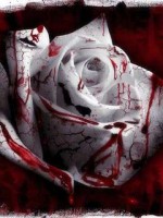 Blood on rose