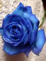 Blue LUVSCENT rose
