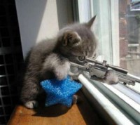 sniper kitten