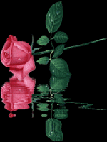Ani 23 flower Rose