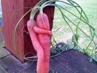 where baby carrots come f