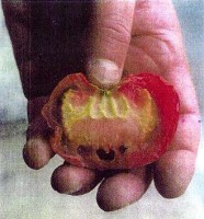 Allah''s name On Tomato
