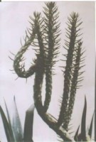 Allah''s name On Cactus T