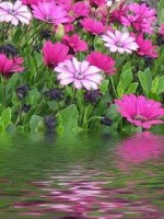 Flowers in water