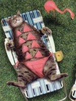 Funny beach cat