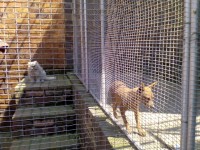 Outside cattery pup 1
