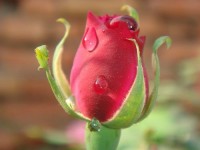 A rose for u