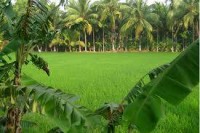 paddy field in kerala