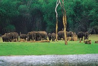 Elephants In Thekkady