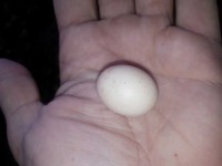 Rooster's Egg!!