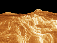 Venus gularif