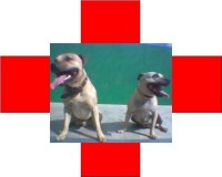 my other 2 staffies