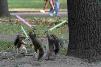 Squirrels With Sabers