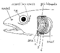 fish gill