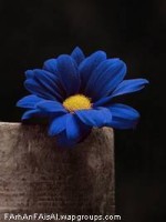 Blue flower 2