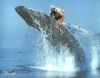 Steve Irwin On Whale