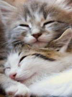 Cute kittens.
