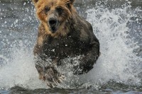 bear-running-through-wate