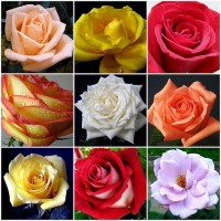 Some of my Rose Flowers m